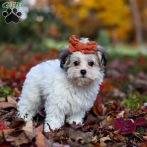 Melody, Maltipoo Puppy